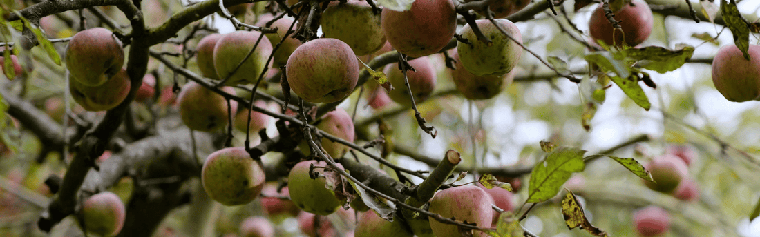 The Magic of the Money Orchard, A Self Sustaining Basecamp