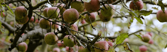 The Magic of the Money Orchard, A Self Sustaining Basecamp
